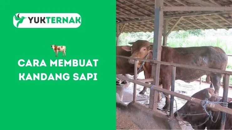 Cara Membuat Kandang Sapi