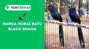 Harga Murai Batu Black Shama