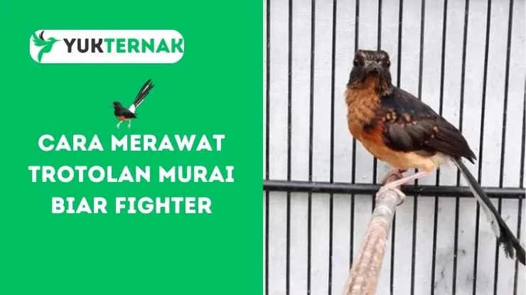 Cara Merawat Trotolan Murai Biar Fighter