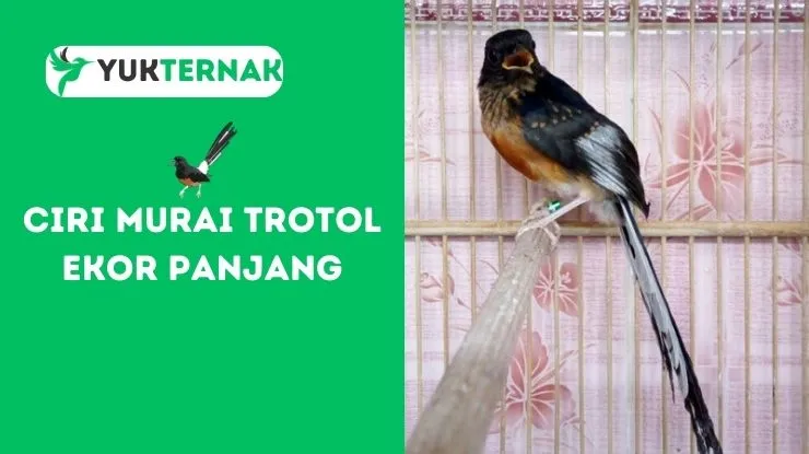 Ciri Murai Trotol Ekor Panjang