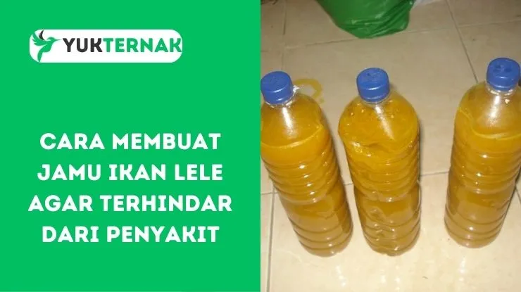 Cara Membuat Jamu Ikan Lele