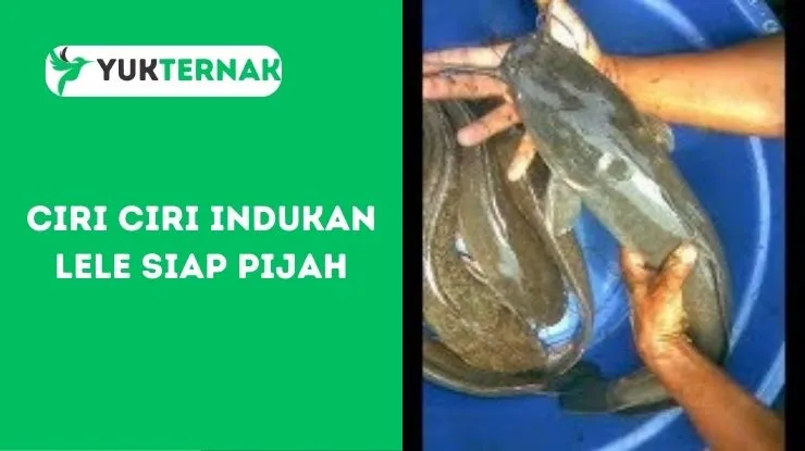 Ciri ciri Indukan Lele Siap Pijah