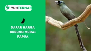 Dafar Harga Burung Murai Papua