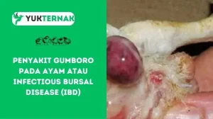Penyakit Gumboro pada Ayam