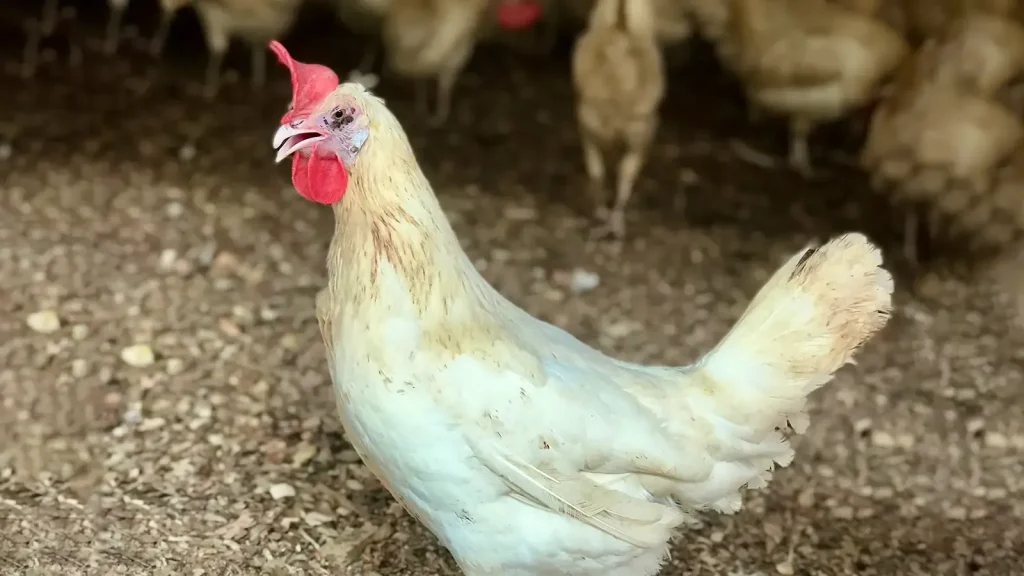 Ciri-Ciri Snot pada Ayam