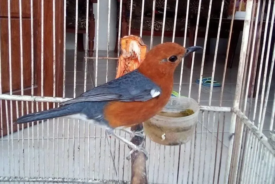 Cara Merawat Burung Anis Merah
