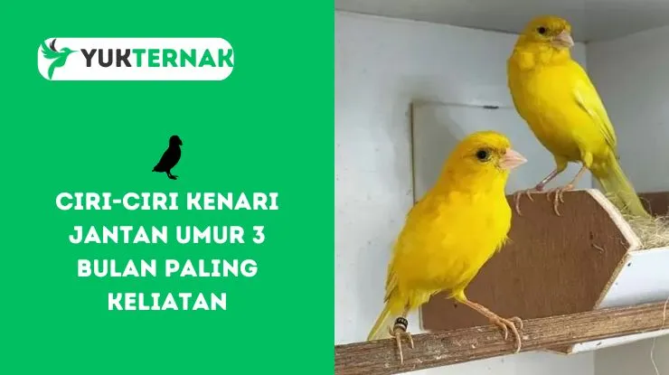 Ciri-Ciri Kenari Jantan Umur 3 Bulan