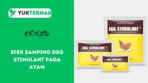 Efek Samping Egg Stimulant pada Ayam