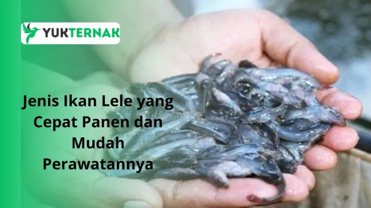 Jenis Ikan Lele