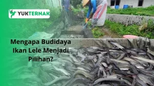 Mengapa Budidaya Ikan Lele Menjadi Pilihan
