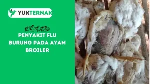 Penyakit Flu Burung pada Ayam Broiler