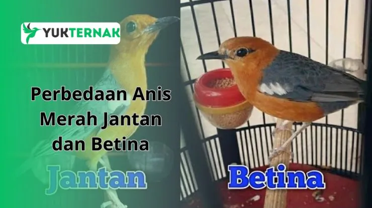 Perbedaan Anis Merah Jantan dan Betina