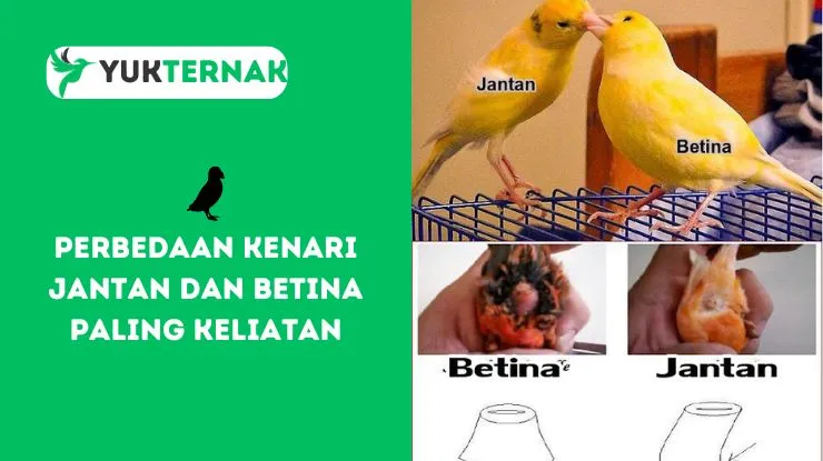 Perbedaan Kenari Jantan dan Betina