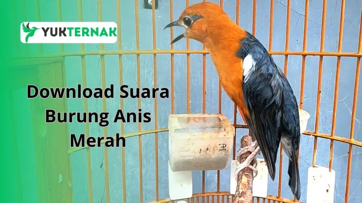 Suara Burung Anis Merah