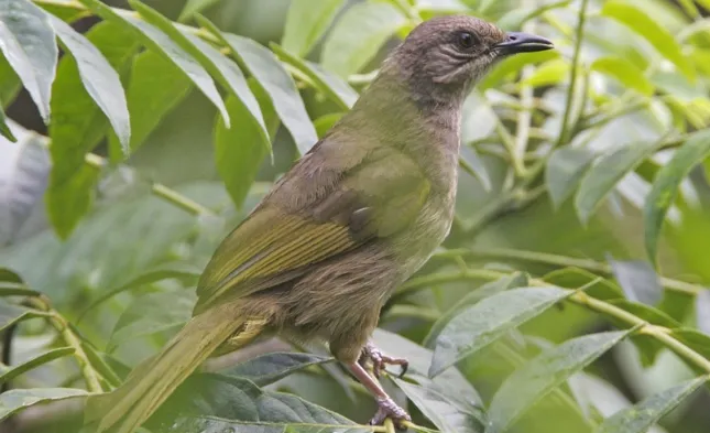 Download Suara Burung Kapas Tembak