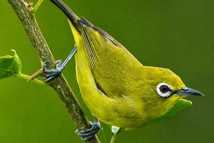 Download Suara Burung Pleci Mp3 Masteran Full Isian Download Suara Burung Pleci