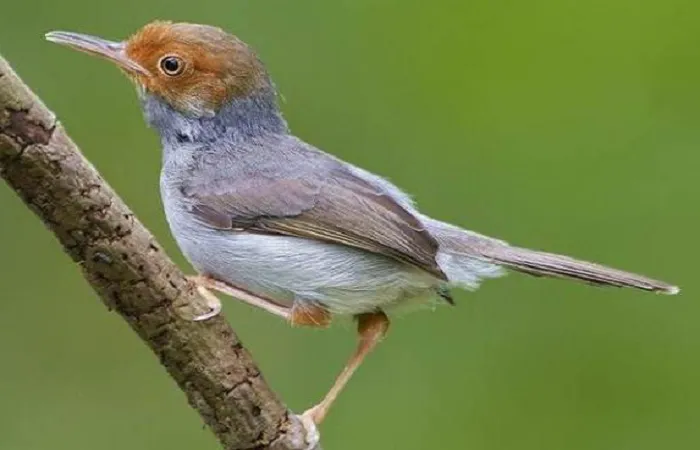 Download Suara Burung Prenjak Sawah