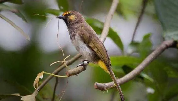 Download Suara Burung Rengganis Mp3 Masteran Full Isian Download Suara Burung Rengganis