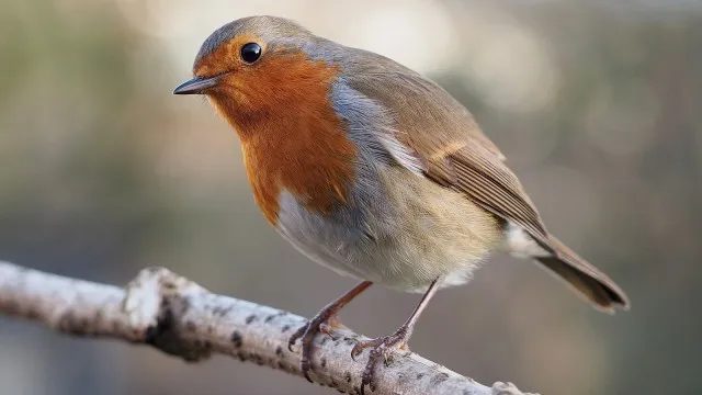 Download Suara Burung Robin