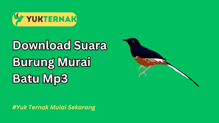 Download Suara Burung Murai Batu