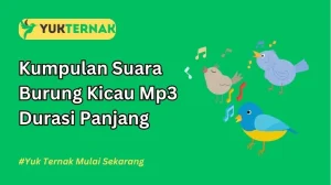 Kumpulan Suara Burung Kicau Mp3 Durasi Panjang