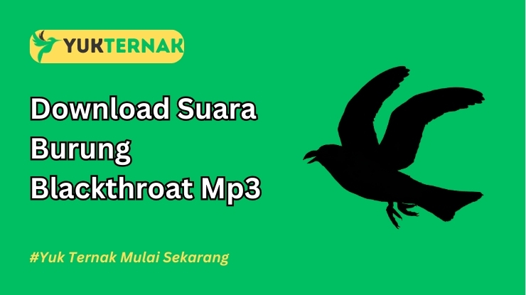 Suara Burung Blackthroat