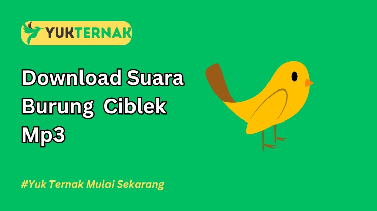 Suara Burung Ciblek