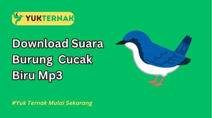 Suara Burung Cucak Biru