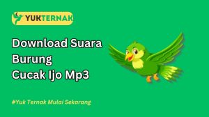 Suara Burung Cucak Ijo