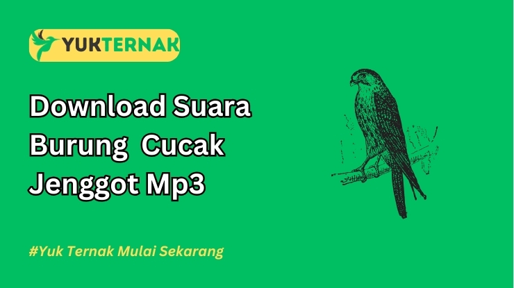 Suara Burung Cucak Jenggot