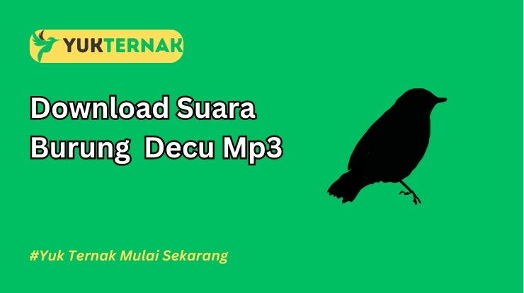 Suara Burung Decu