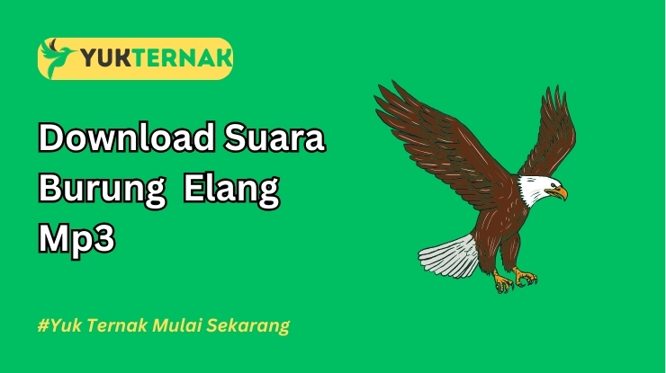 Suara Burung Elang