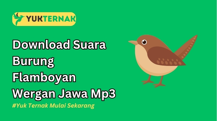 Suara Burung Flamboyan Wergan Jawa