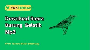 Suara Burung Gelatik