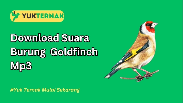 Suara Burung Goldfinch