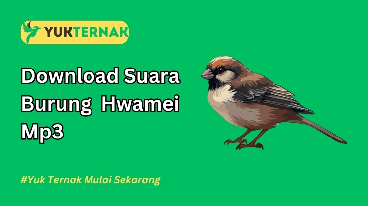 Suara Burung Hwamei