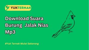 Suara Burung Jalak Nias