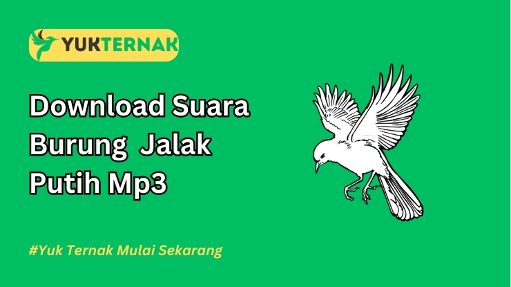 Suara Burung Jalak Putih