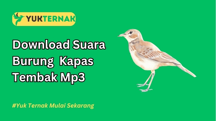 Suara Burung Kapas Tembak