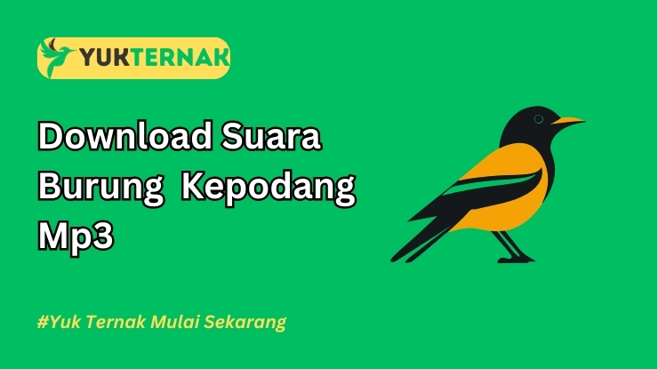 Suara Burung Kepodang