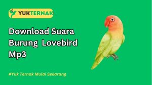 Suara Burung Lovebird