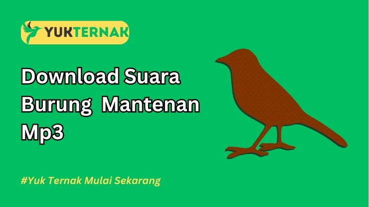 Suara Burung Mantenan