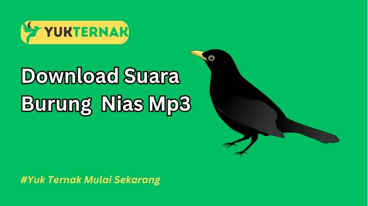 Suara Burung Nias