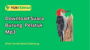 Suara Burung Pelatuk