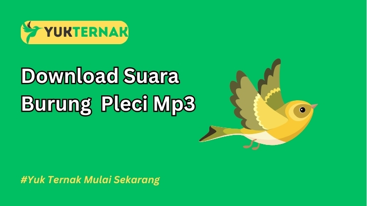 Suara Burung Pleci