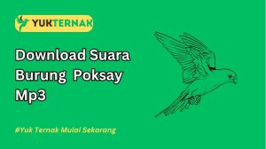 Suara Burung Poksay