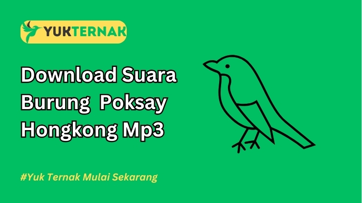 Download Suara Burung Poksay Hongkong