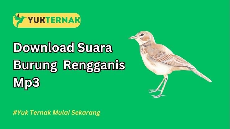 Suara Burung Rengganis