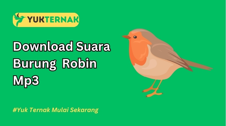 Suara Burung Robin