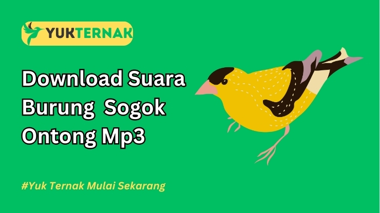 Download Suara Burung Sogok Ontong